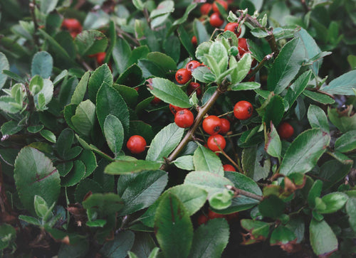 Ingredient image
